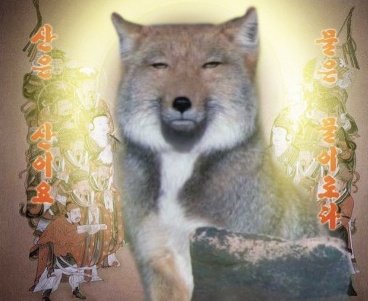IMAGE/